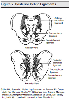 Pelvic Anatomy Ligaments / Anatomy Of Pelvic Organs / Instrument